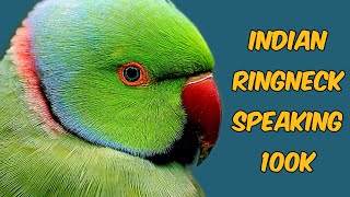 Very Clear Voice of Ringneck Talking Parrots parrot birds birdslover talkingparrot viral [upl. by Milli]