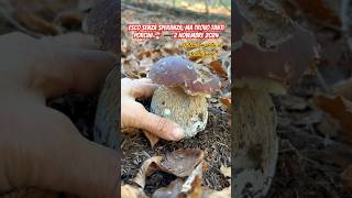 Porcini del 2 Novembre 2024 🍄 funghiporcini porcini funghi fungi pilze mushroom grzyby [upl. by Cherida]