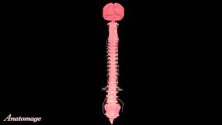 Intricate Views of the Spinal Cord [upl. by Topper]