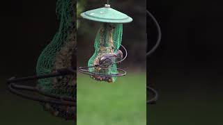 Two Brownheaded Nuthatches work for their meal birdwatching backyardbirds nature wildlife [upl. by Adikram]