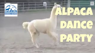 So Cute Alpaca Prancing [upl. by Rma]