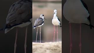 Black winged stilts birds wildbirdphotography nature birdwatching wildlife [upl. by Attirehs]