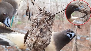 Rufous REAPS OFF Nest to Feed its babies with baby birds  Birds getting Eaten  Nest Attack  EP 17 [upl. by Rockefeller818]