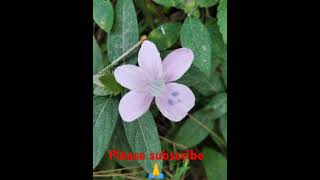 Barleria cristata 🙏🙏 [upl. by Halbert]