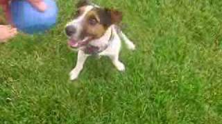 Jack Russell Terrier with Ataxia [upl. by Norehc]