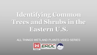 Identifying Common Trees and Shrubs in the Eastern US [upl. by Clywd249]