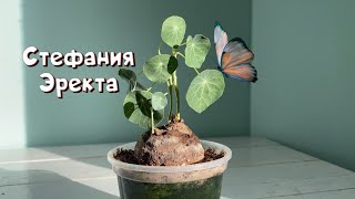 Stephania Erecta Уход и выращивание Стефании Эректа [upl. by Rhiana50]