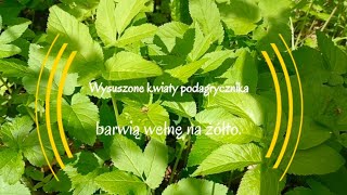 Roślina na dnę moczanową hemoroidy i reumatyzm  Robimy gulasz z podagrycznikiem [upl. by Livesay]