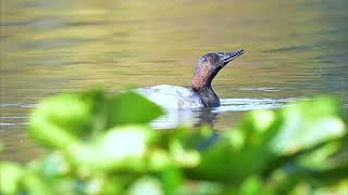 Canvasback 101524 [upl. by Mariele]