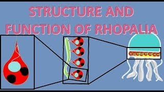 CONCEPT OF RHOPALIA STATOLITHS AND OCELLI IN URDU HIND 3D ANIMATION [upl. by Llireva]