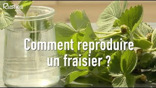 Comment multiplier un fraisier sur son balcon [upl. by Amadis]