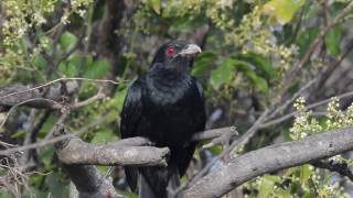 噪鵑 Common Koel [upl. by Clancy]