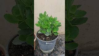 Best care of Kalanchoe flower plant in rainy season [upl. by Bagley]