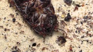 Pheidole pallidula Feeding a hissing cockroachFütterung einer Fauchschabe [upl. by Enidlareg851]