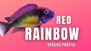 Tropheus Moorii Kasanga Red Rainbow Tropheus  Species Profile [upl. by Annairoc]