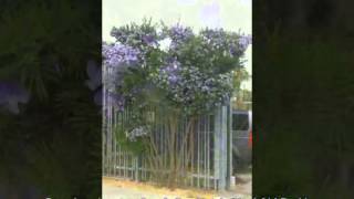 Psoralea pinnata  Scurfy Pea Shrub Kool Aid Bush [upl. by Nottus]