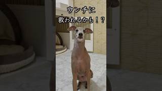 犬がウンチをする方向は南か北らしい！？shorts [upl. by Onateyac]