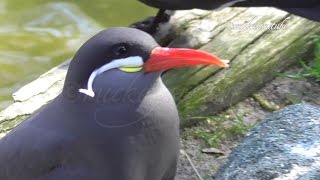 A close up of the Inca Tern Sea Bird [upl. by Ayotel]