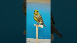 طائر الكناري  ابداع في الألوان ماشاء الله bird canary [upl. by Ned12]