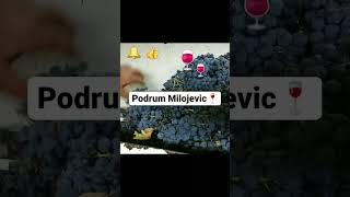 Grozdje i Vino 🍷🍷 Zapratite kanal🔔ostavite 👍 i vas komentarbice mi drago 💖Hvala [upl. by Akinert244]