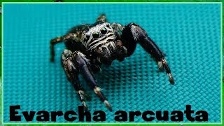 Evarcha arcuata  Clerck 1757  Salticidae  Araignée salticidesaltique sauteuse  082017 [upl. by Weitzman58]