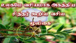 அகத்தியர கூறிய வசிய மூலிகைagathiyar Vasiya Mooligai  Siththarkal Ulagam [upl. by Aitrop]