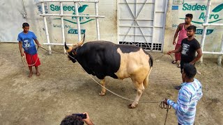 Pure Goyal the Bahubali COW  Paglami  Sadeeq Agro  RBGCH 2018 [upl. by Aila366]