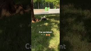 Car accident🪖🪖🐈‍⬛🐈‍⬛ britishshorthair cat bshkitten catbox funnycat pets bsh catlitter [upl. by Malas]