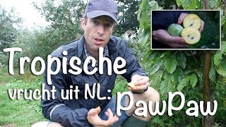 Tropische vrucht uit NL  PawPaw [upl. by Caitlin]