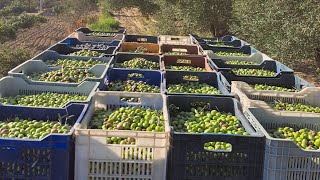 Zeytin sezonu başladı Zeytin eleme fiyatlar [upl. by Ahsac119]