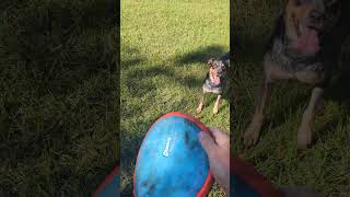 Frisbee training for Pepper [upl. by Odlabso]