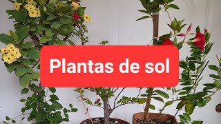 plantas que sobreviven en sol directo 🌱⚘️🪻🌷🪴🍃 [upl. by Vinita31]