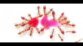 Ants drinking red nectar 🐜🥤 ants nature amazing satisfying subscribe [upl. by Barsky349]