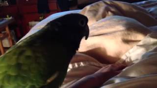 Blue head pionus mating [upl. by Lerual]