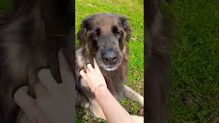 Three Dogs got their Monthly Bath [upl. by Arleta]