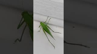 katydid nature outdoors katydids youtubeshorts shorts [upl. by Ardnaik950]