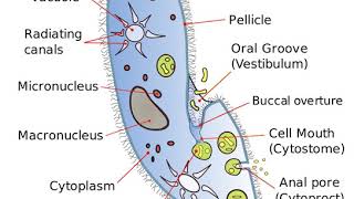 Cytostome  Wikipedia audio article [upl. by Nellac]