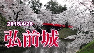 2018 弘前城公園の桜、早朝からライトアップまで [upl. by Hsina]