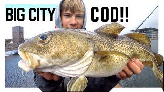 BIG CITY COD Streetfishing Copenhagen  W Nordicfishingdk [upl. by Mirak163]