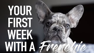 Your First Week With A Frenchie  French Bulldog  Introducing DONUT [upl. by Spatola690]