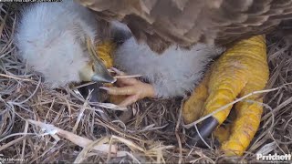 SWFL Bald Eagles Extra close E23 🐥 closeups  tiny beak eyes and oh those talons 💖 2024 Jan 6 [upl. by Abra]