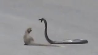 Snake and Mongoose Fight in Road [upl. by Ayim261]