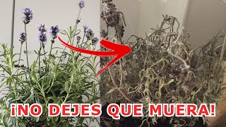 ¿Por qué se seca y MUERE la LAVANDA 7 ERRORES que se cometen al cultivar lavanda o espliego [upl. by Annim604]