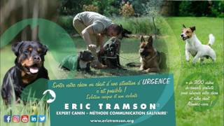 La sociabilité d’un chien molosse Cane Corso Eric Tramson Educateur canin comportementaliste [upl. by Lorilyn]