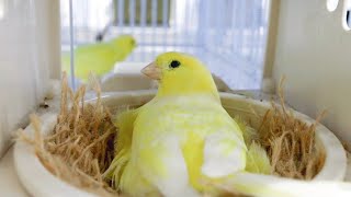 How I breed canaries  mistakes that can destroy your CANARY BREEDING SEASON [upl. by Ahsircal]