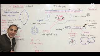 Buchu leaf 🍁 Leaf 4  Pharmacognosy [upl. by Norga]