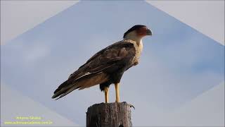 Crested Caracara Caracara plancus cheriway Aruba by Antonio Silveira [upl. by Ahsinad]