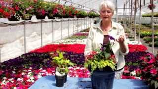 Fred Meyer  Planting Your Shade Planter [upl. by Ybok]