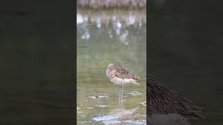 Eurasian Whimbrel nature birds naturelovers wildlife قرآن quran [upl. by Sonni]