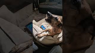 Behind the scene🐶🚨 dog rescuedog galgo trending cute doglife happy doglover howling [upl. by Adnuhsed]